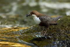 9 Wasseramsel - Cinclus cinclus